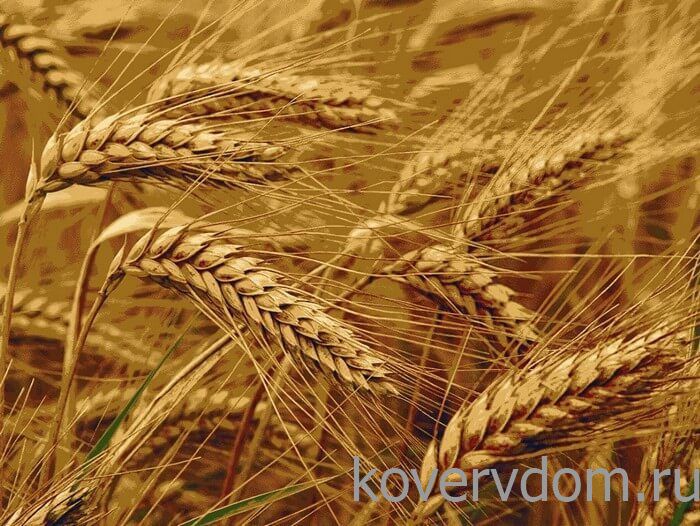 Ковер Пшеница